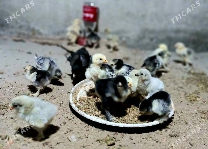 Brama juyje - Балканабат - img 1