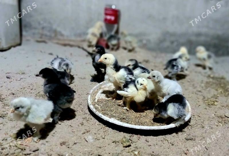 Brama juyje - Балканабат - img 3