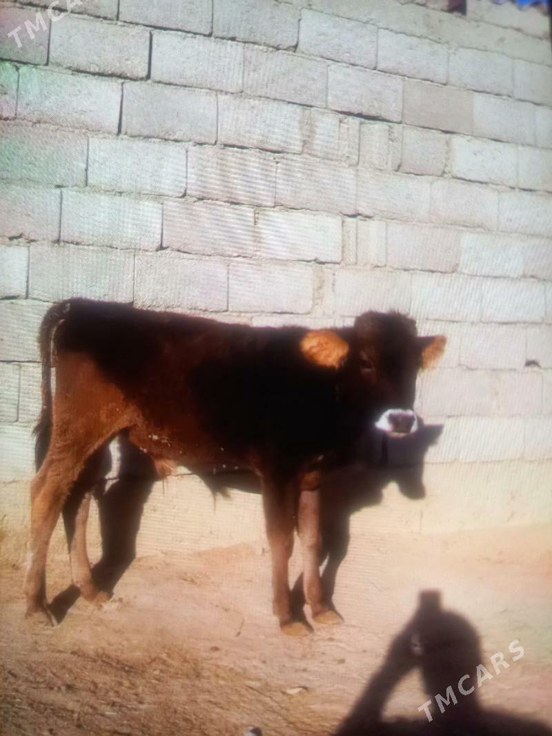 öküzçe( öküz) - Gyzylarbat - img 1