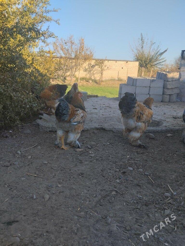 Брама хораз - Теджен - img 2