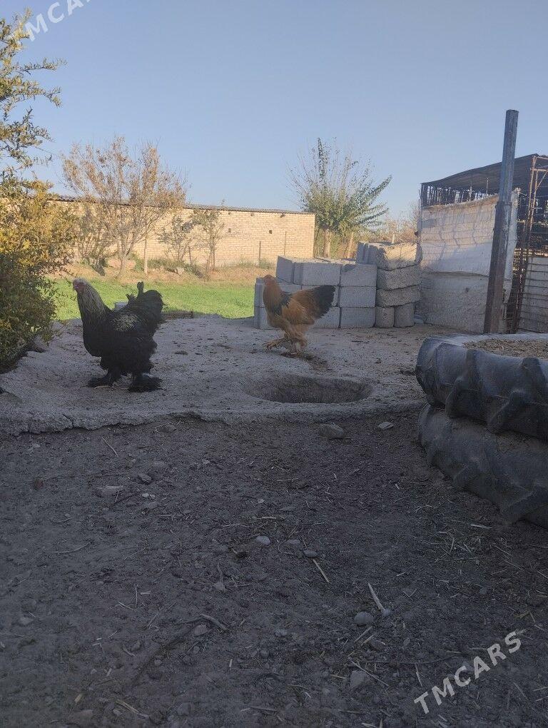 Брама хораз - Теджен - img 6