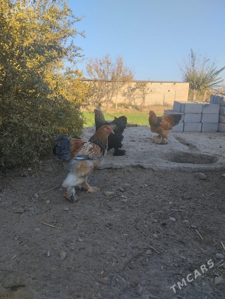 Брама хораз - Теджен - img 7