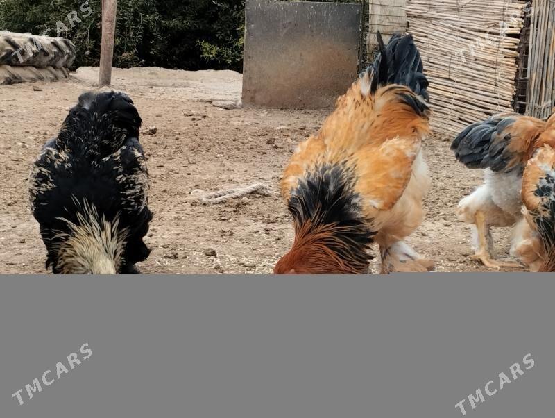 Брама хораз - Теджен - img 8