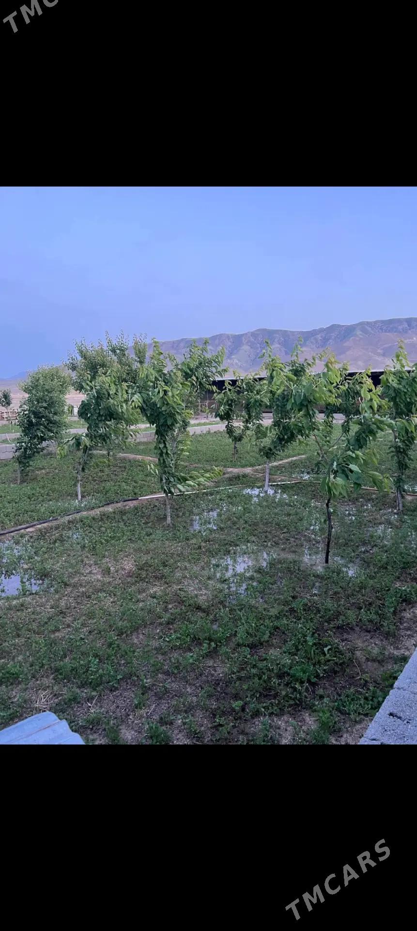 satlyk jay - Änew - img 3