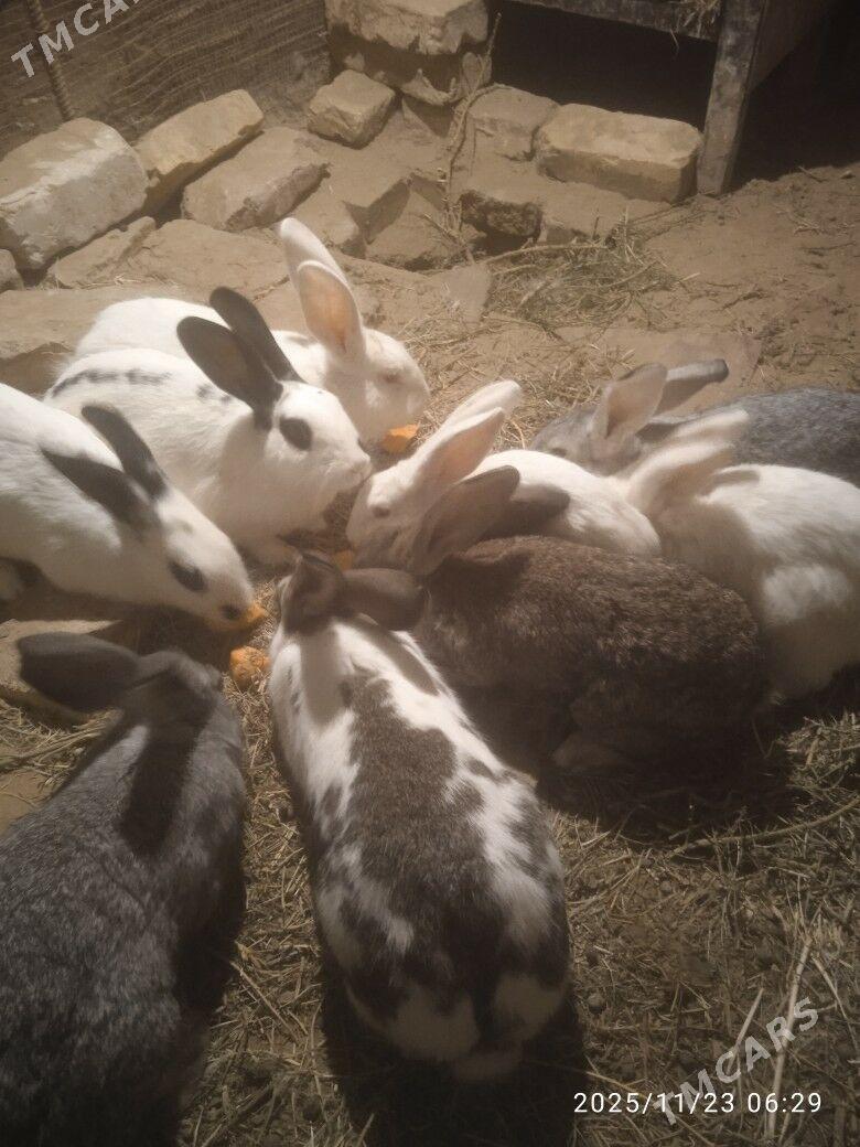 towsan - Sakarçäge - img 3