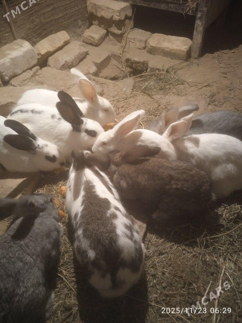 towsan - Sakarçäge - img 2