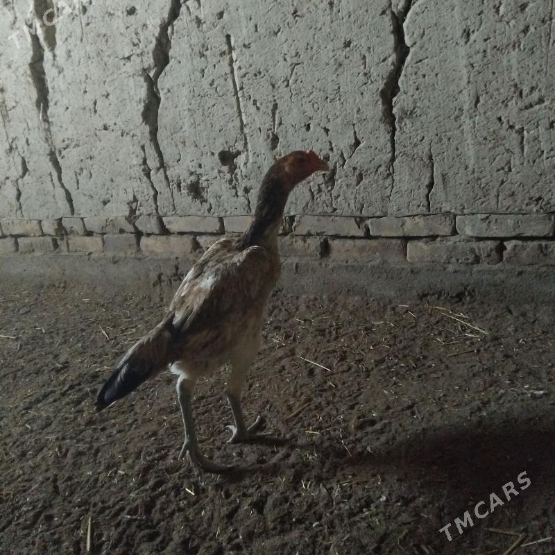 taşkent towuk - Daşoguz - img 2