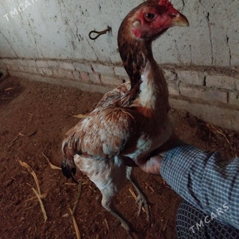 taşkent towuk - Daşoguz - img 3