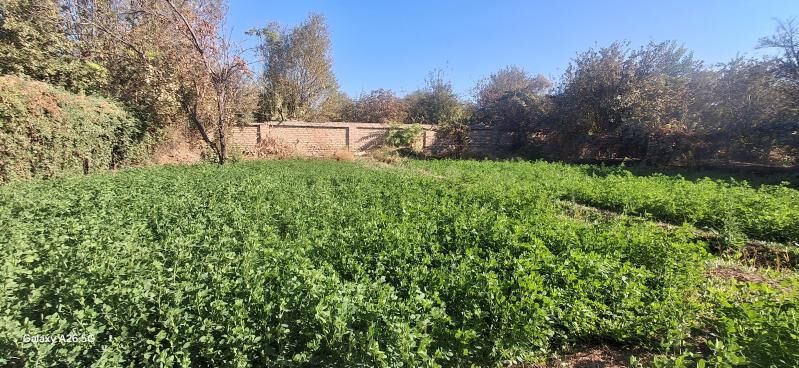 Satylýar - Kerki - img 2