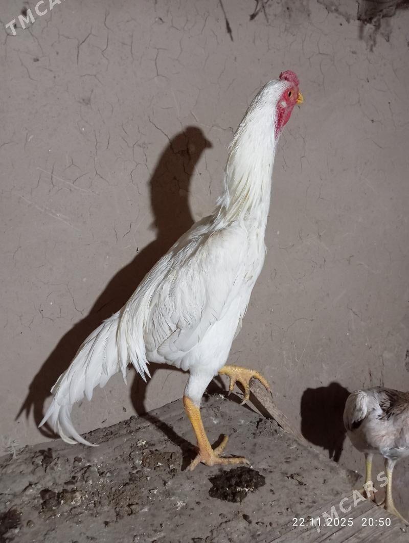 TASGENT HORAZ - Murgap - img 3