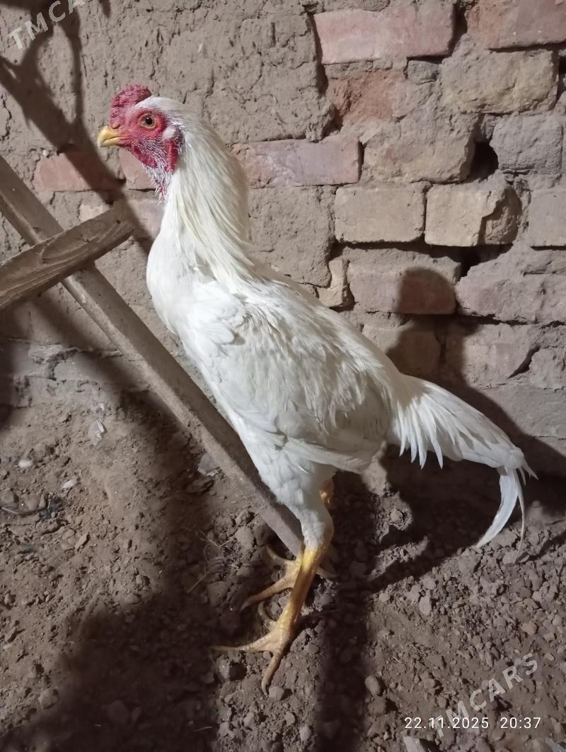 TASGENT HORAZ - Murgap - img 5