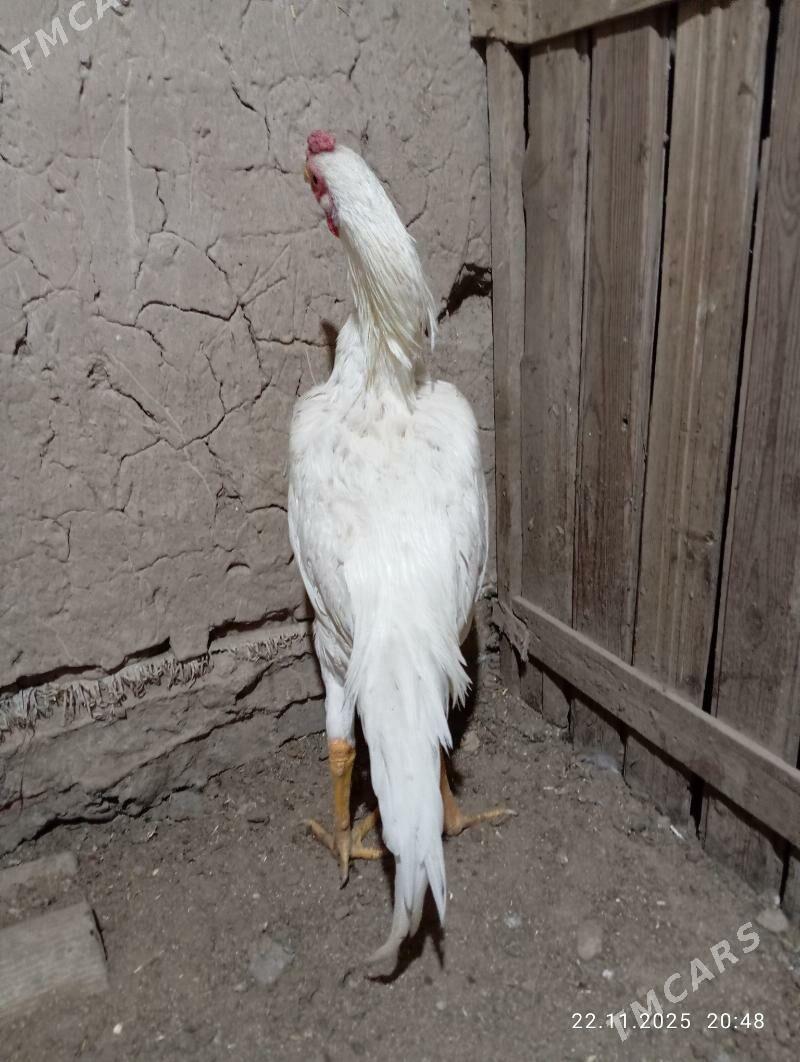 TASGENT HORAZ - Murgap - img 6