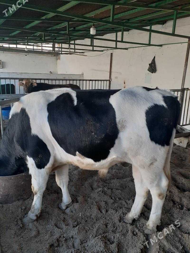 Окуз - Balkanabat - img 3