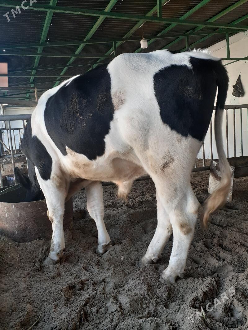 Окуз - Balkanabat - img 2