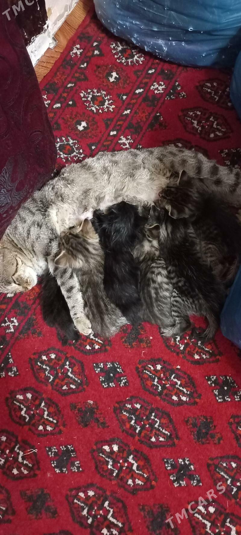котята - Türkmenabat - img 2