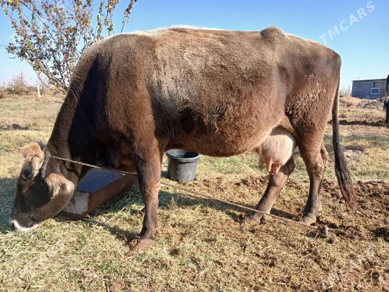 sygyr - Änew - img 2