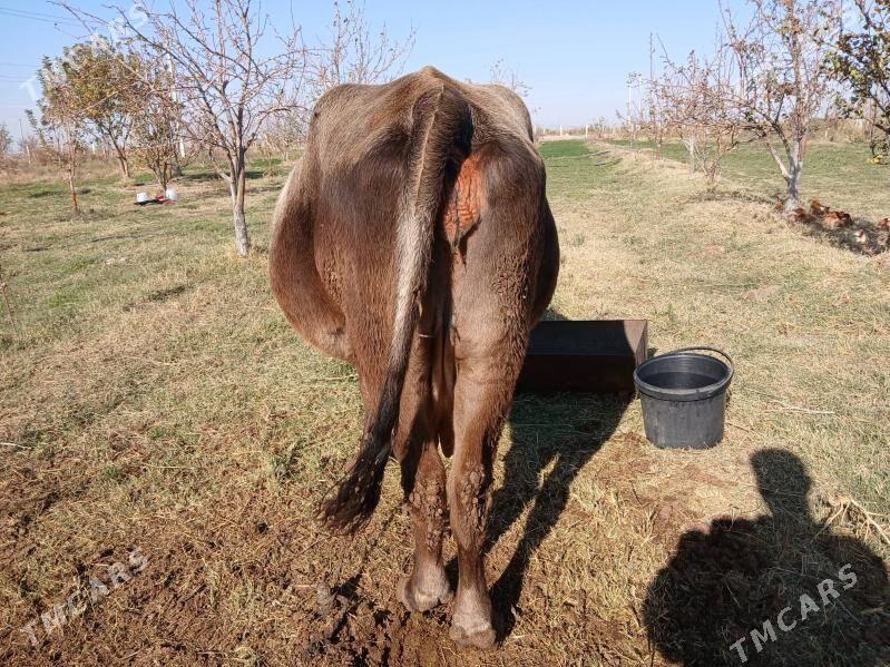 sygyr - Änew - img 3