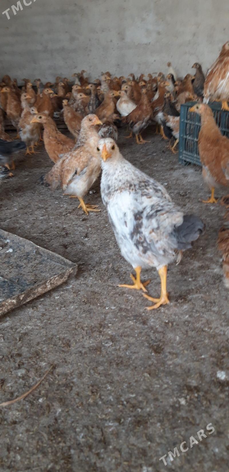 Üç aý bolan jüýje. - Babadaýhan - img 3