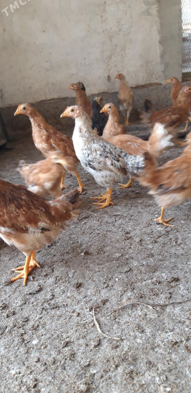 Üç aý bolan jüýje. - Babadaýhan - img 2