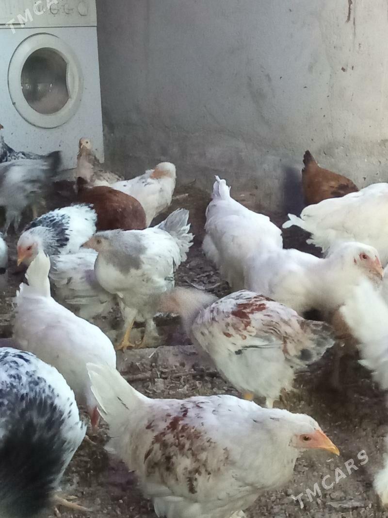 juyje - Kaka - img 3