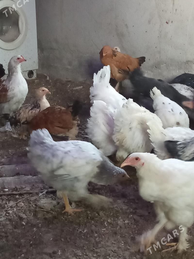 juyje - Kaka - img 4