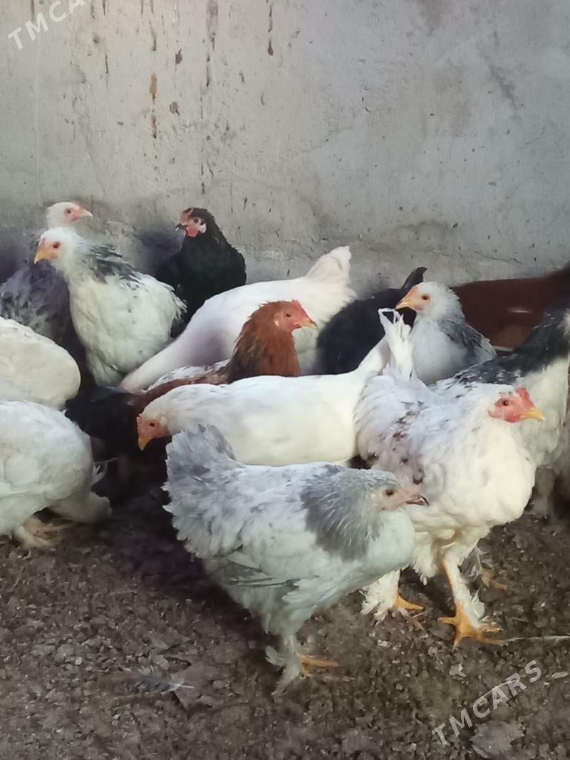 juyje - Kaka - img 7