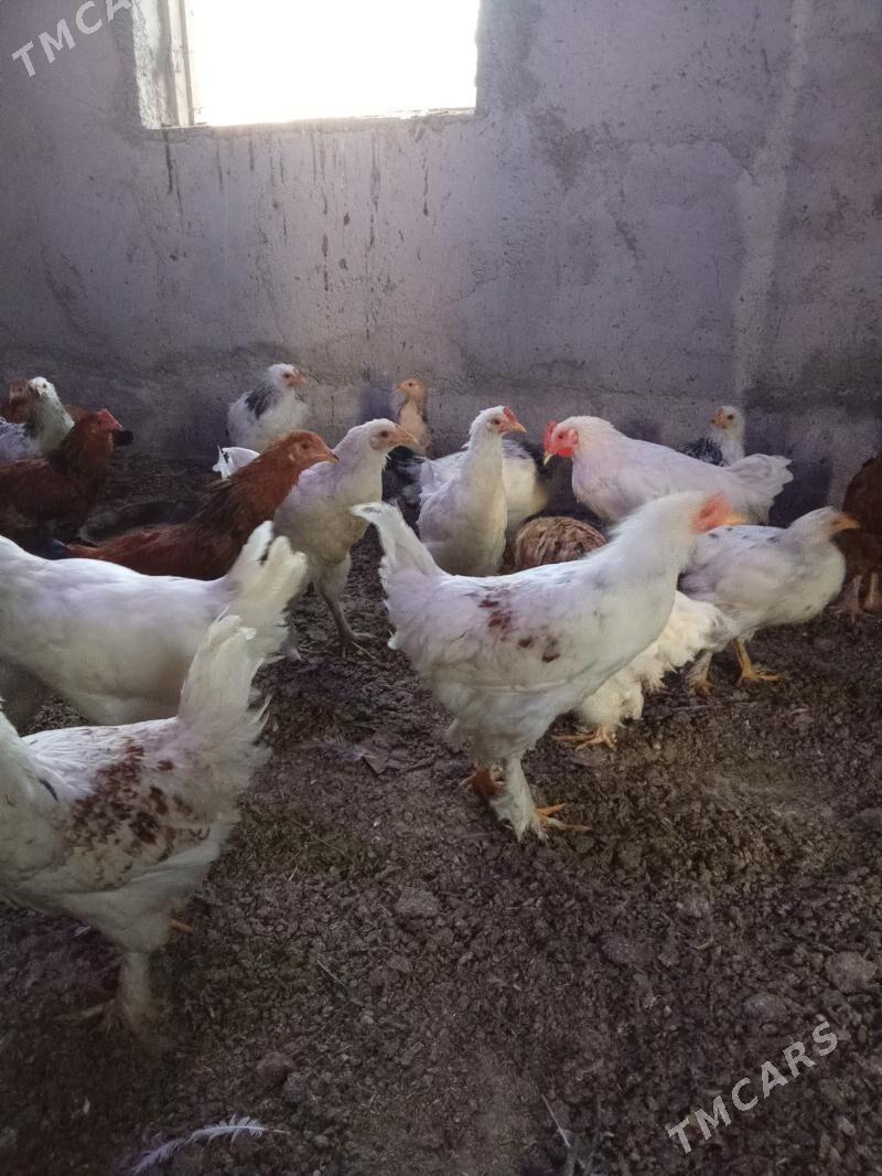 juyje - Kaka - img 5