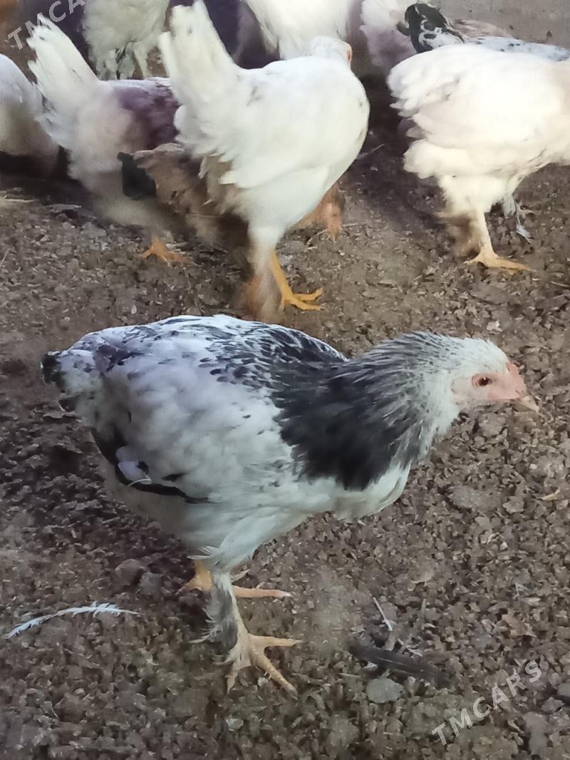 juyje - Kaka - img 2