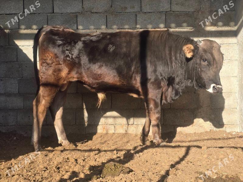 Okuz - Ашхабад - img 3