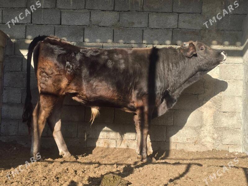 Okuz - Ашхабад - img 2