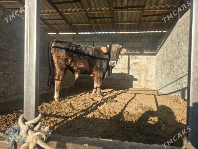 Okuz - Ашхабад - img 1