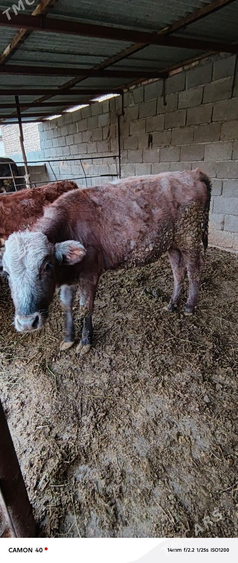 tuweler - Bäherden - img 3