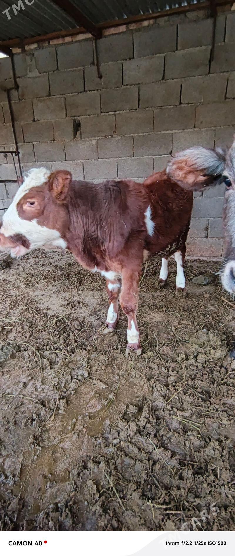 tuweler - Bäherden - img 2