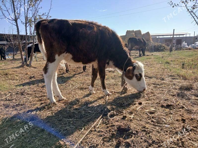 tüwe - Änew - img 2