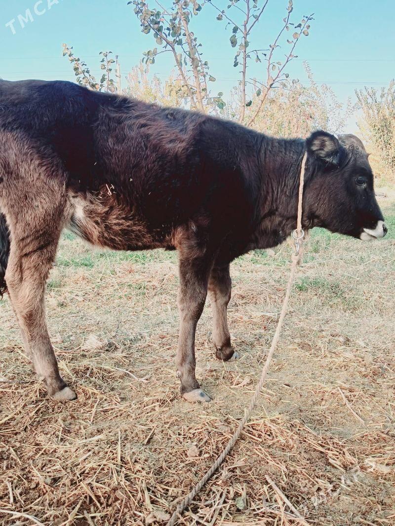 tüwe - Анев - img 1