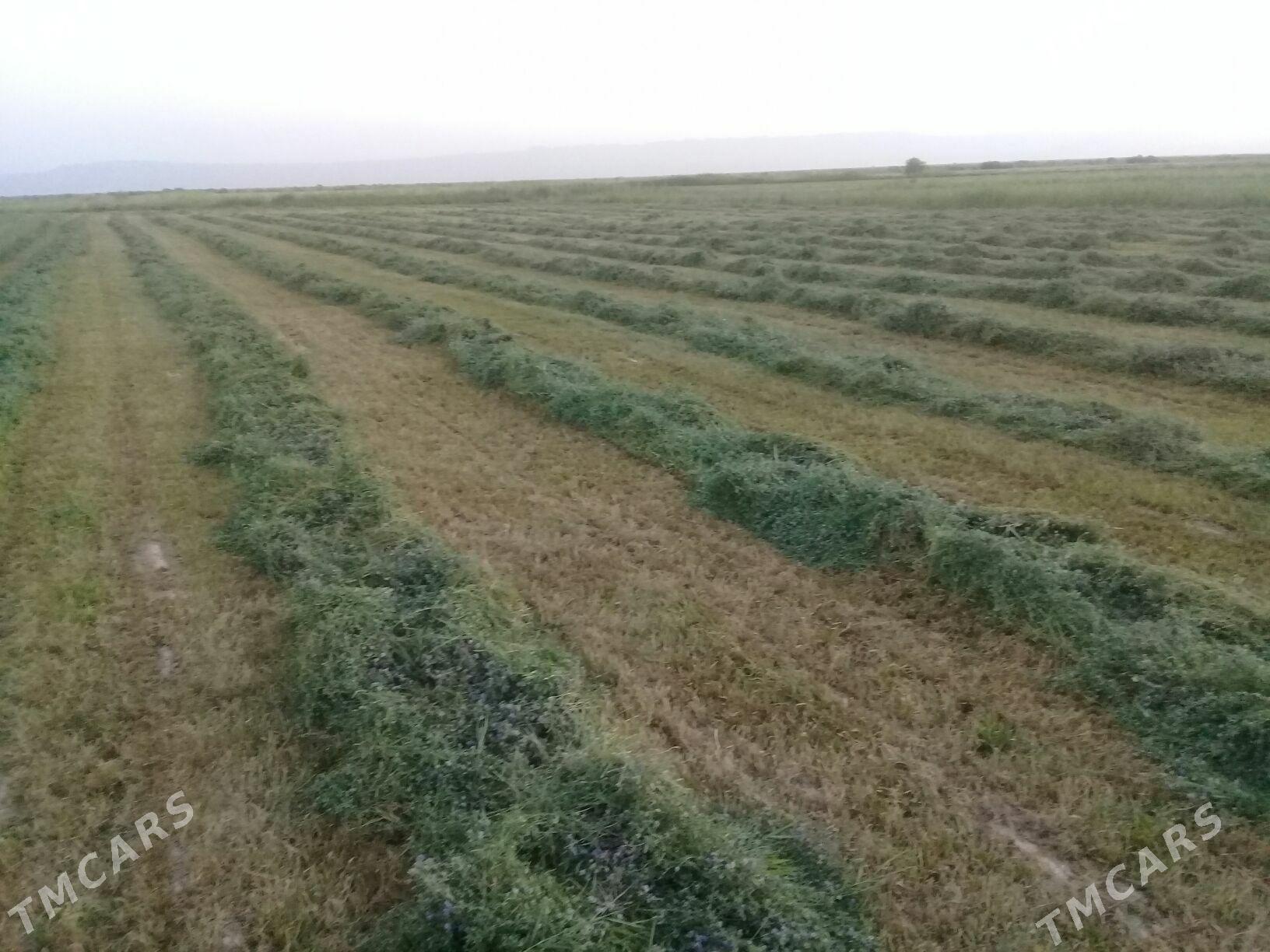 MTZ T-28 1992 - 100 000 TMT - Kaka - img 5