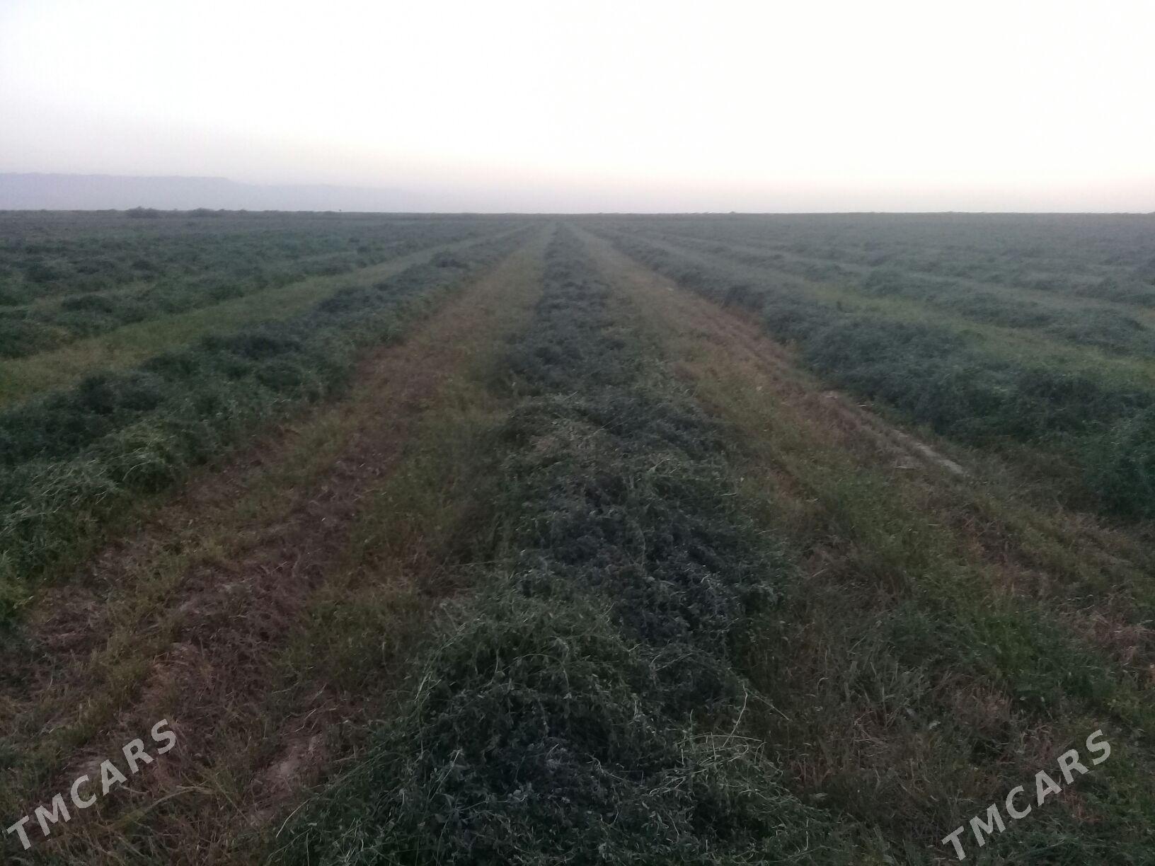 MTZ T-28 1992 - 100 000 TMT - Kaka - img 6