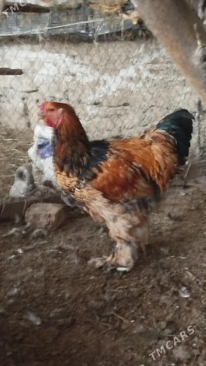 brama towyk - Гёкдепе - img 2