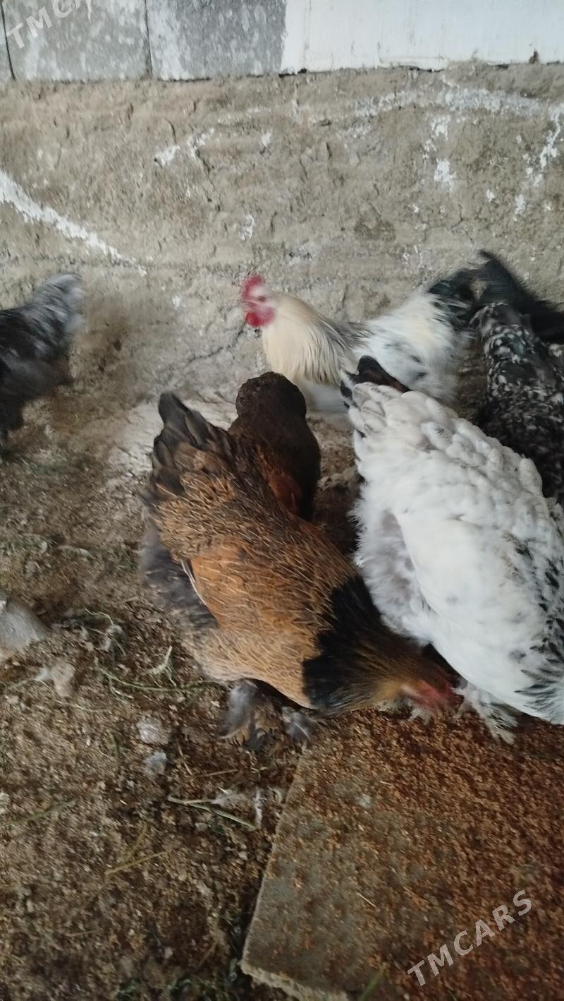 brama towyk - Гёкдепе - img 5