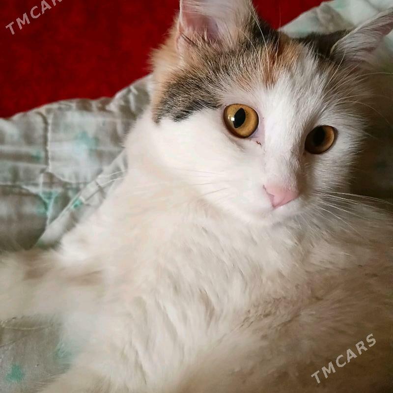 pişik - Ашхабад - img 1