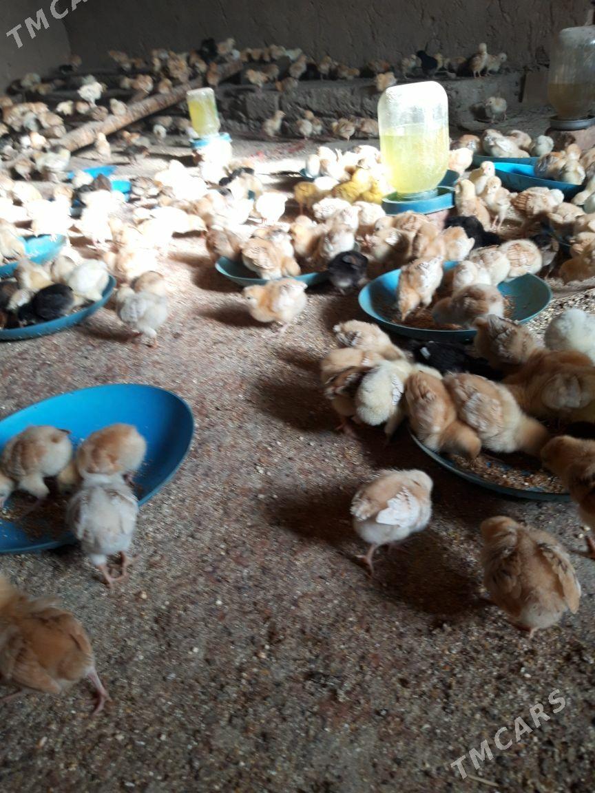 juýje - Губадаг - img 1