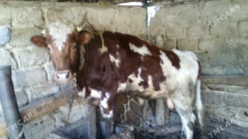 okuz - Ашхабад - img 2