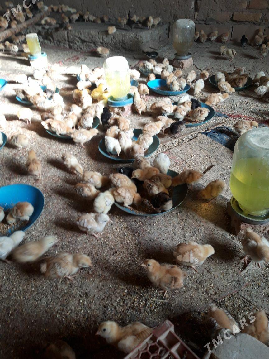 juýje - Губадаг - img 2