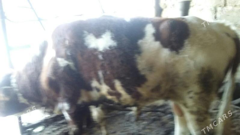 okuz - Ашхабад - img 3