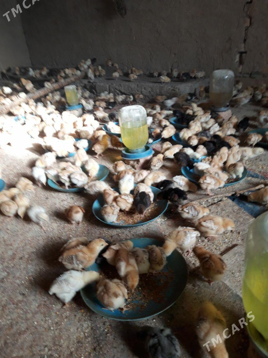 juýje - Губадаг - img 3