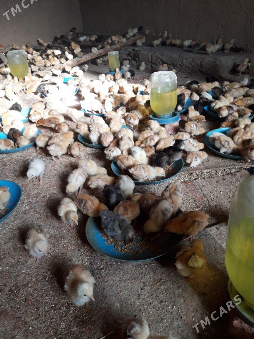 juýje - Губадаг - img 4