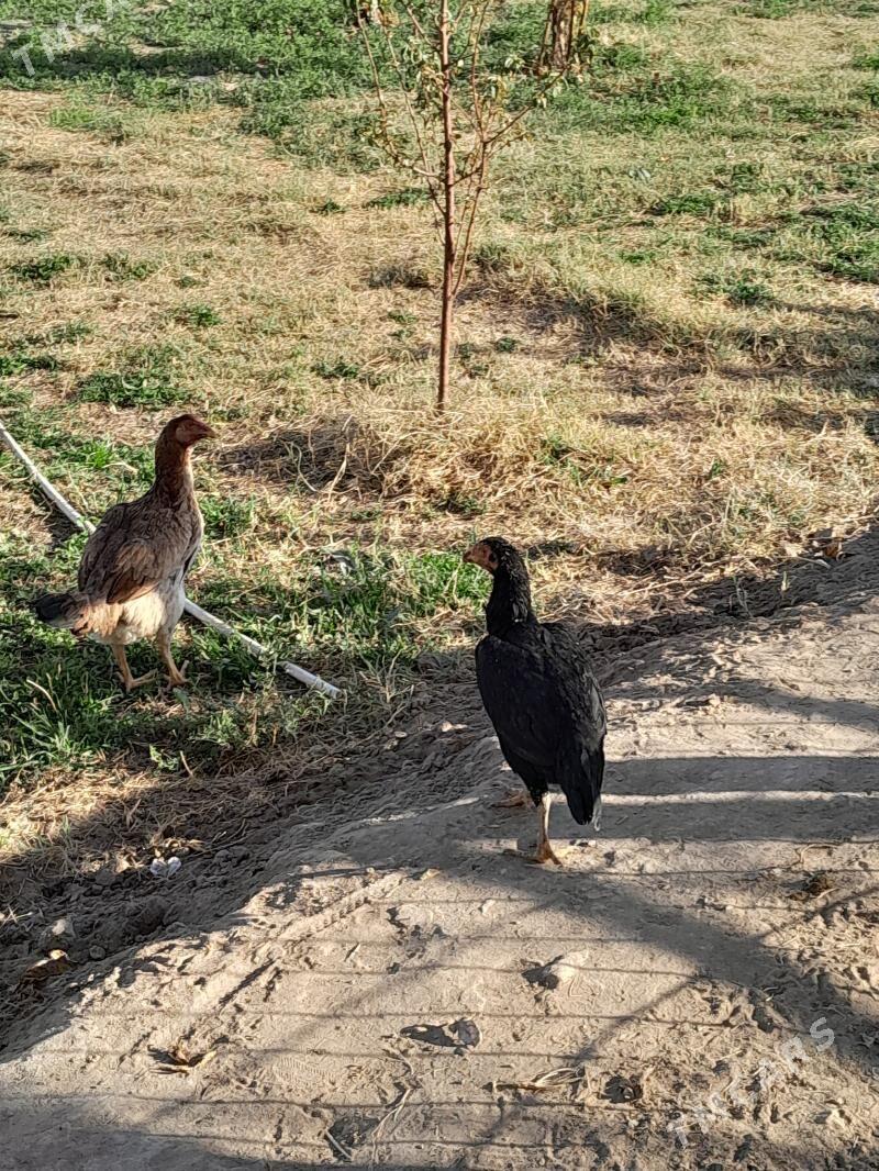 satlyk Bayes horaz we mäki - Wekilbazar - img 2