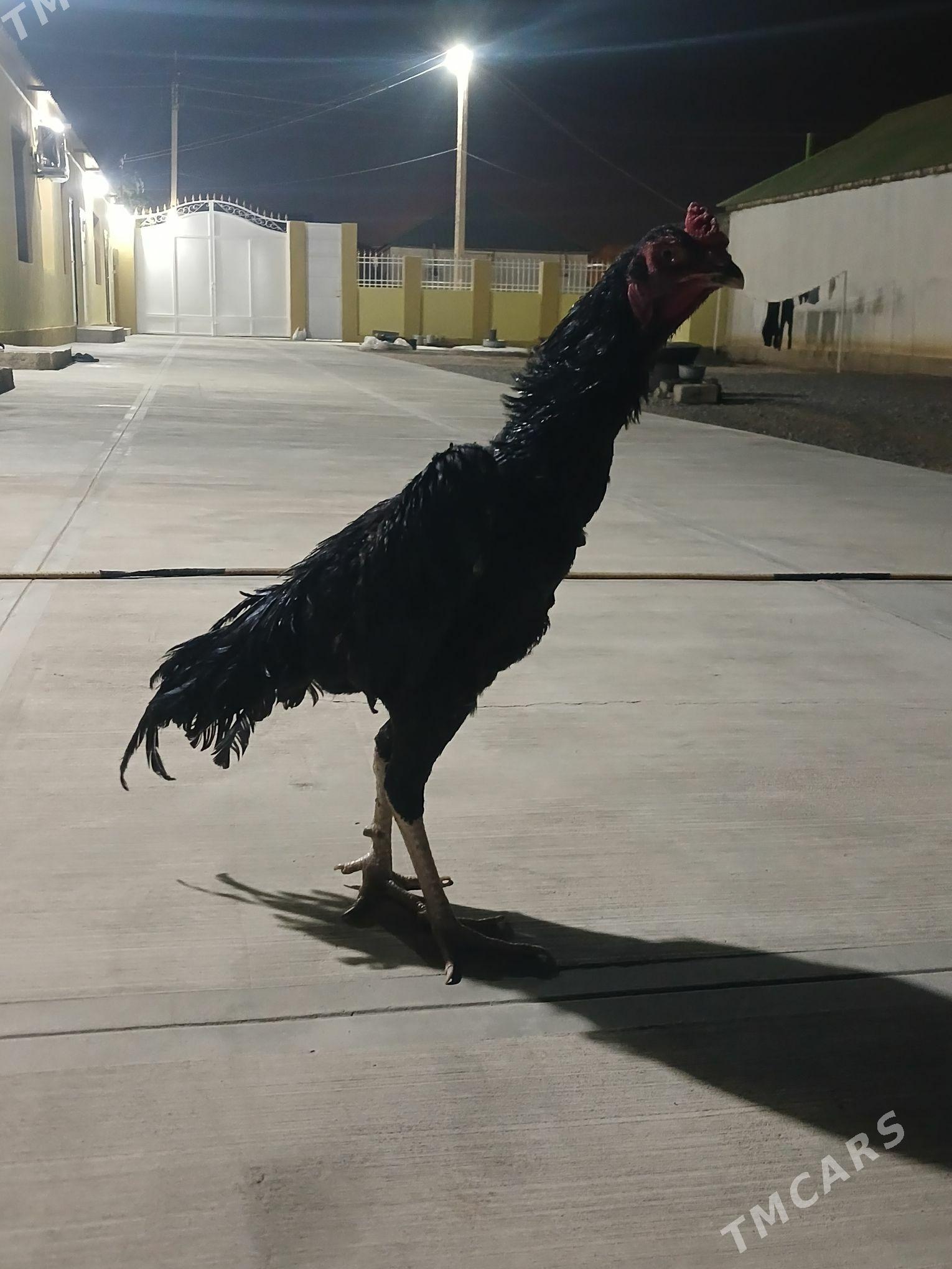 TASKENT - Büzmeýin - img 4