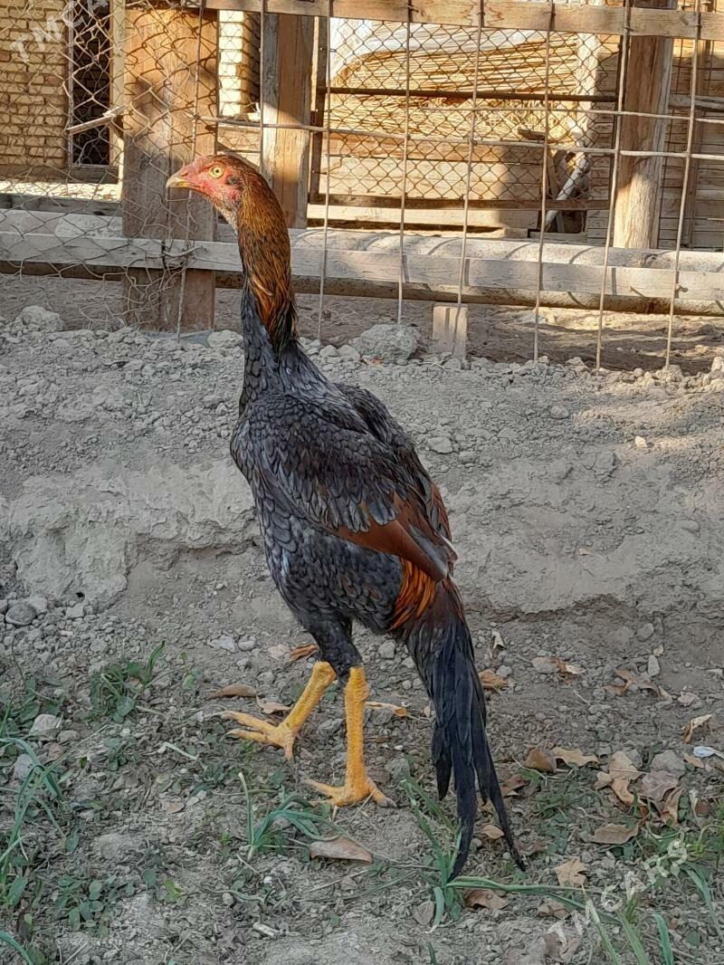 satlyk Bayes horaz we mäki - Wekilbazar - img 4