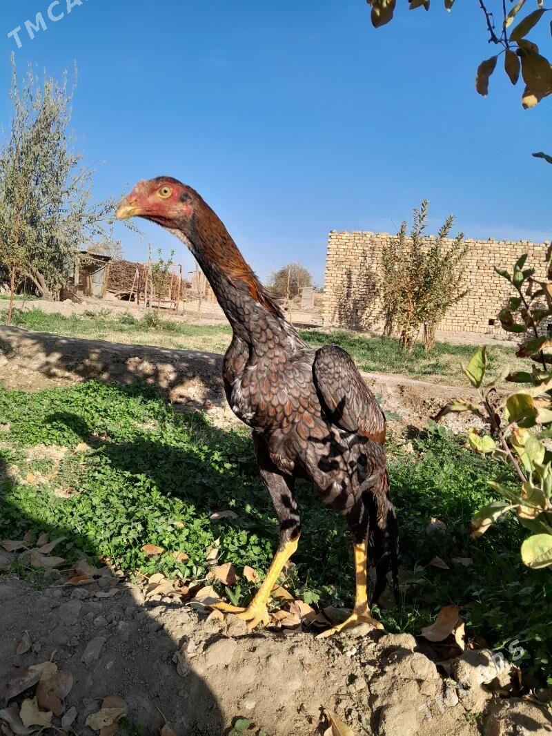 satlyk Bayes horaz we mäki - Wekilbazar - img 3